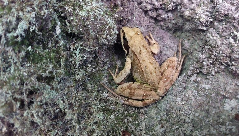 Nous, les amphibiens, appelons à votre rescousse !