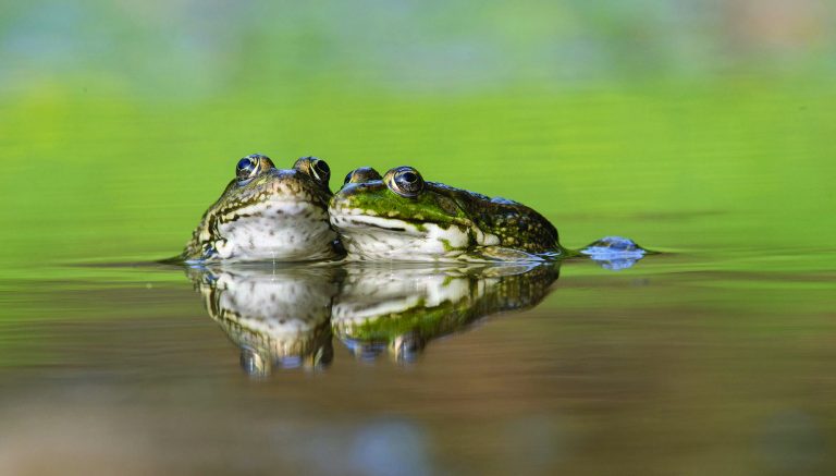 Cuisses de grenouilles : STOP aux importations incontrôlées !