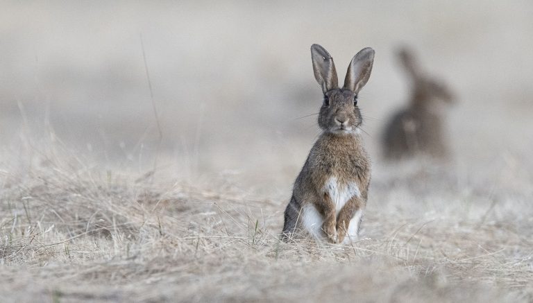 Sécheresse et chasse : les préfets répondent à l’ASPAS