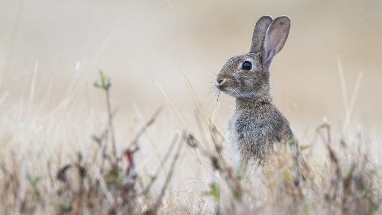 Des paysans victimes des lâchers de lapins des chasseurs !  