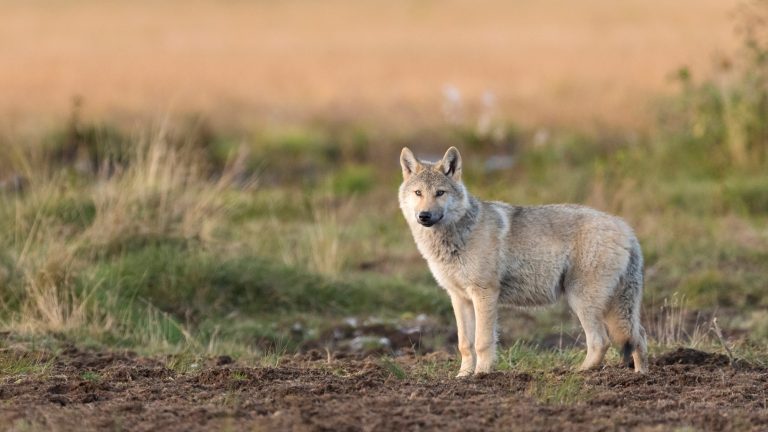 Un loup mort n’apprend pas