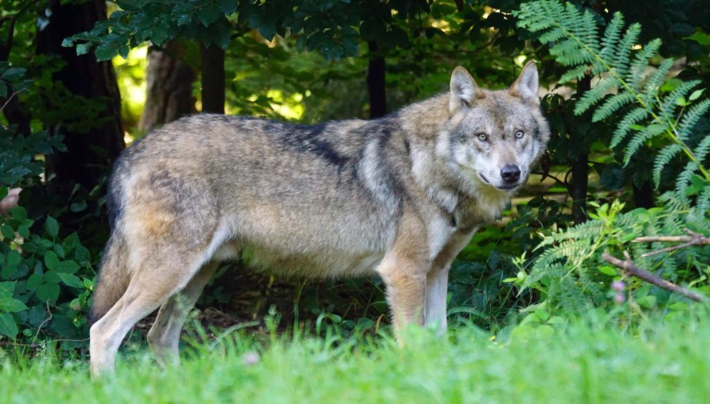 Le loup à nouveau victime de la démagogie du gouvernement