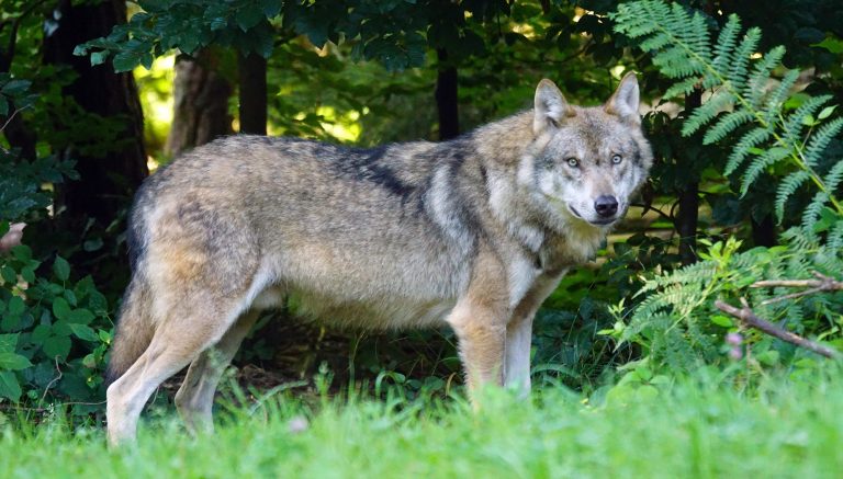 Le nombre de loups baisse, l'État doit autoriser moins de tirs