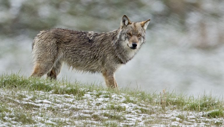 <strong>Stop à la psychose : les loups n’agressent pas les humains !</strong>