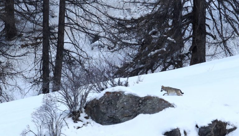 Appel à manifester pour les loups le 11 mars à Besançon