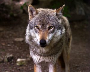 Loup Rival Nos combats • ASPAS