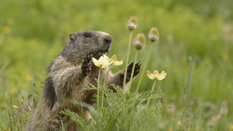 Exigeons l’interdiction de la chasse à la marmotte en France !