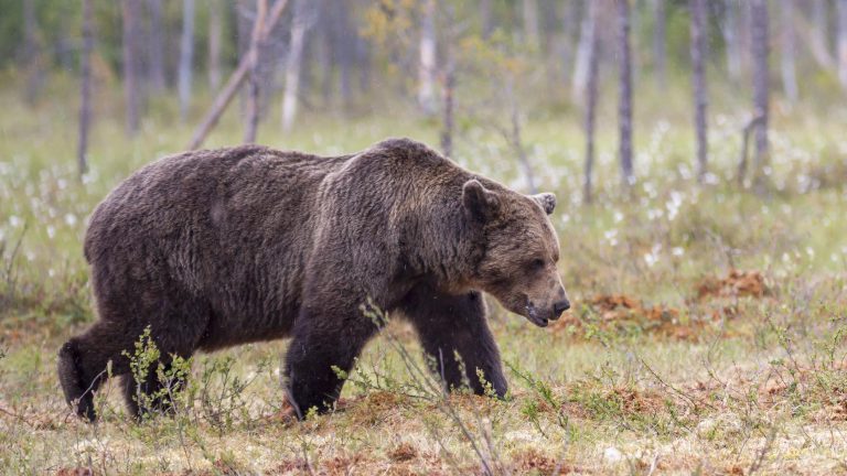 Voilà 40 ans que l’ASPAS protège les ours !