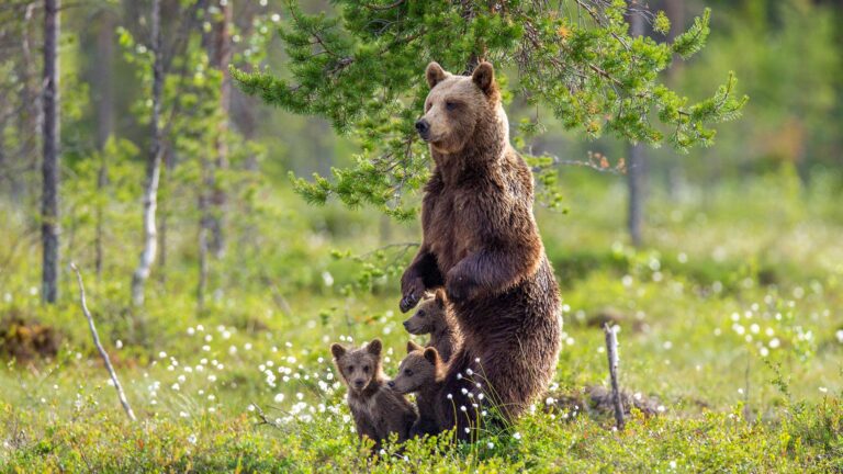 L’Etat doit faire plus pour les ours en France ! 