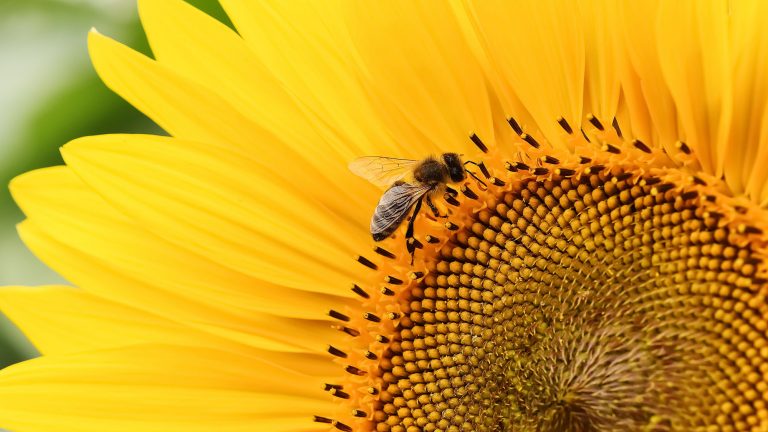 Justice pour le Vivant : après une victoire historique, les ONG font appel pour obliger l’Etat à revoir l’évaluation des risques des pesticides