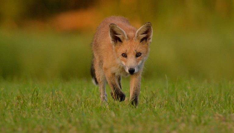 L’État défend les renards ! Avant d’autoriser leur piégeage...