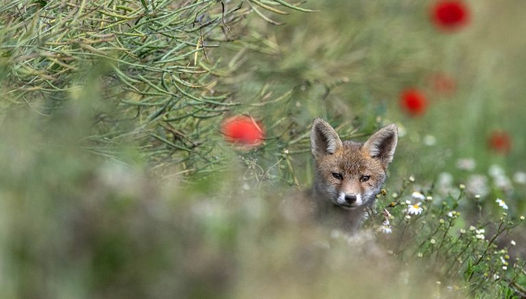 La ville de Melle agit pour les renards !