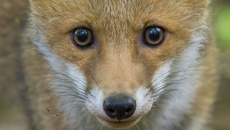 Dans les yeux d'un animal : 10 nouvelles pour défendre les animaux