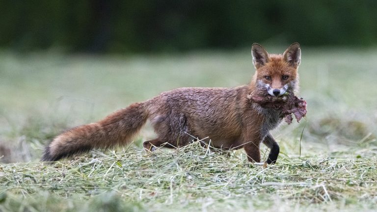 Chasse aux renards pour motifs sanitaires : rien ne le justifie selon l’ANSES !