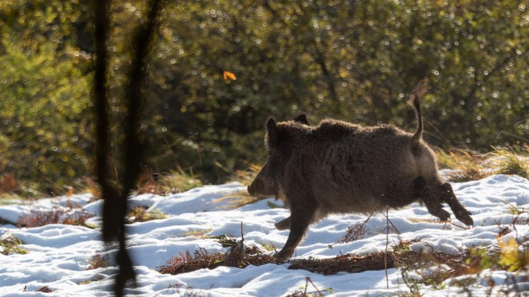 Sangliers : chasse ouverte 12 mois sur 12 !