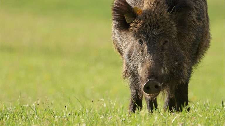 L’ASPAS attaque "Le Chasseur Français" pour diffamation