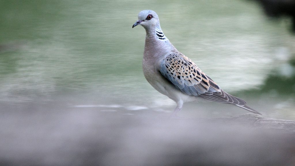 STOP à la chasse des tourterelles des bois !  