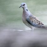 STOP à la chasse des tourterelles des bois !  