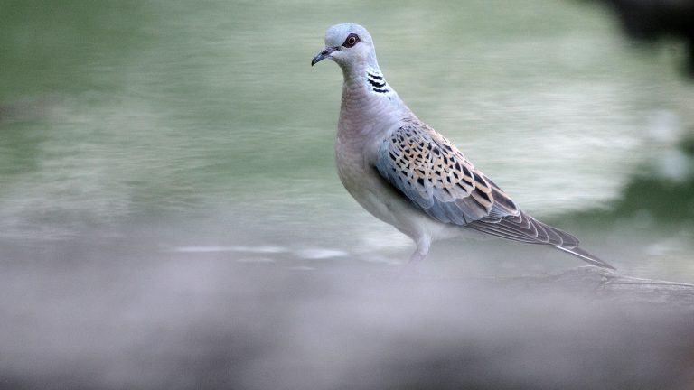 La tourterelle des bois devrait à nouveau échapper à la chasse cette année !