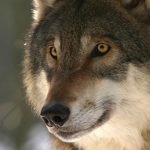 Loup : 76 ONG demandent l’annulation de son déclassement par le comité de Berne