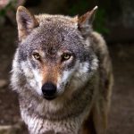 En limitant la protection du loup, l'Europe menace toute la biodiversité !